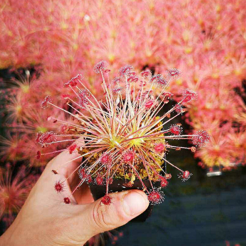 Drosera Paradoxa
