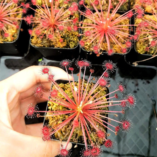 Drosera Paradoxa