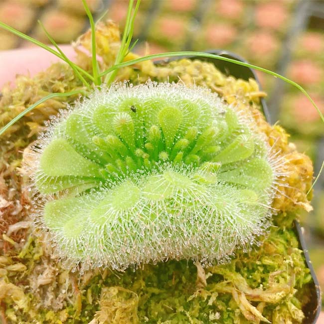 Drosera Burmanni Vahl Sp.