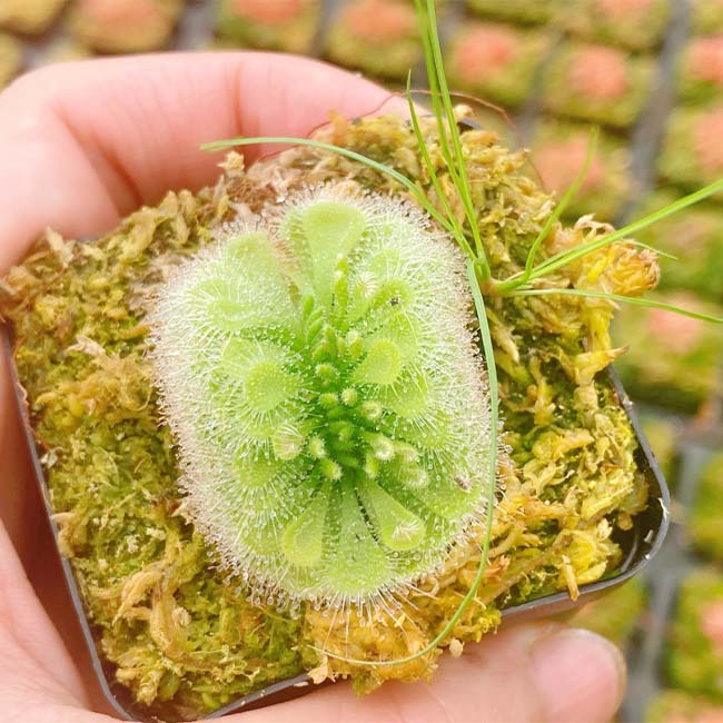 Drosera Burmanni Vahl Sp.