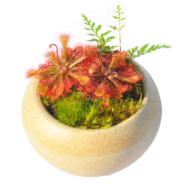 Spoonleaf Sundew ( Drosera Spatulata )