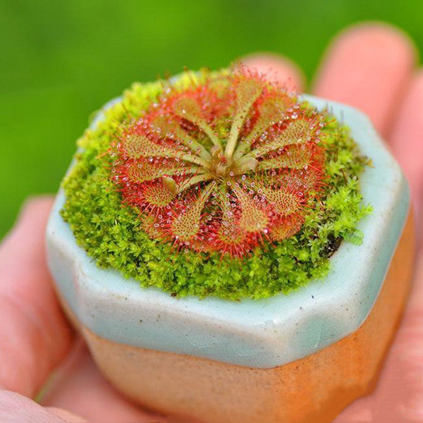 Spoonleaf Sundew ( Drosera Spatulata )
