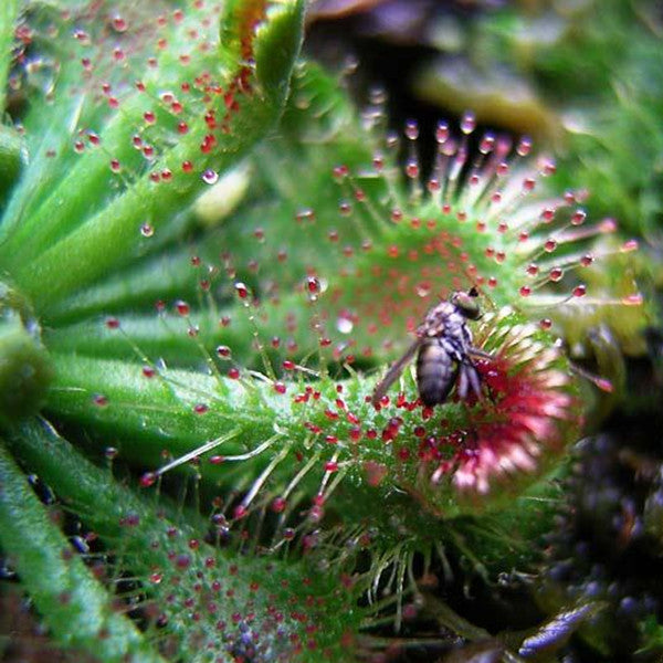 Spoonleaf Sundew ( Drosera Spatulata )