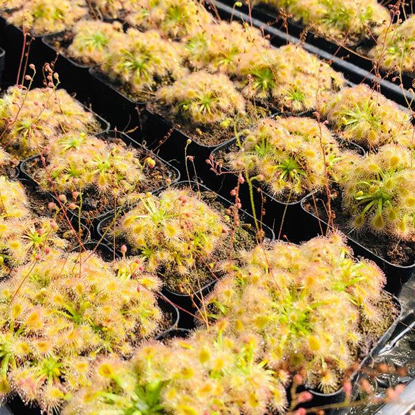 Drosera x Sidjamesii