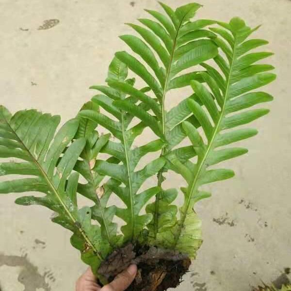 Drynaria roosii Nakaike(Drynaria roosii)
