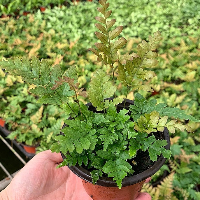 Dryopteris erythrosora 'Brilliance' Autumn Fern