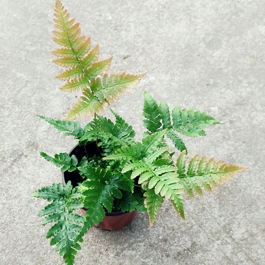 Dryopteris erythrosora 'Brilliance' Autumn Fern