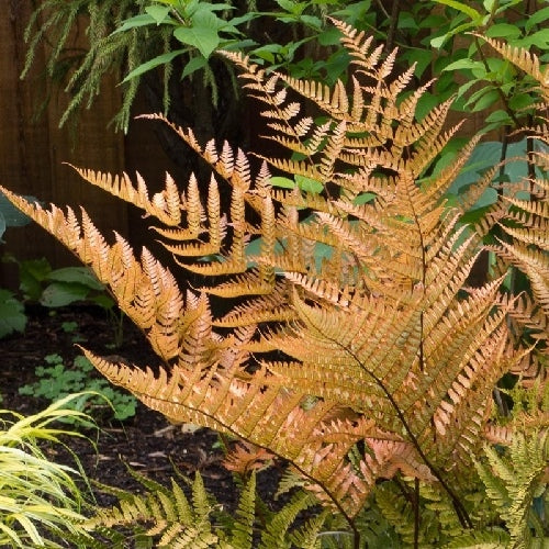 Dryopteris erythrosora 'Brilliance' Autumn Fern