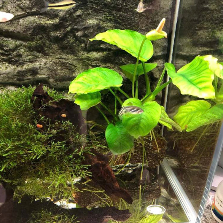 Dwarf Anubias ( Anubias beri var. nana) with driftwood