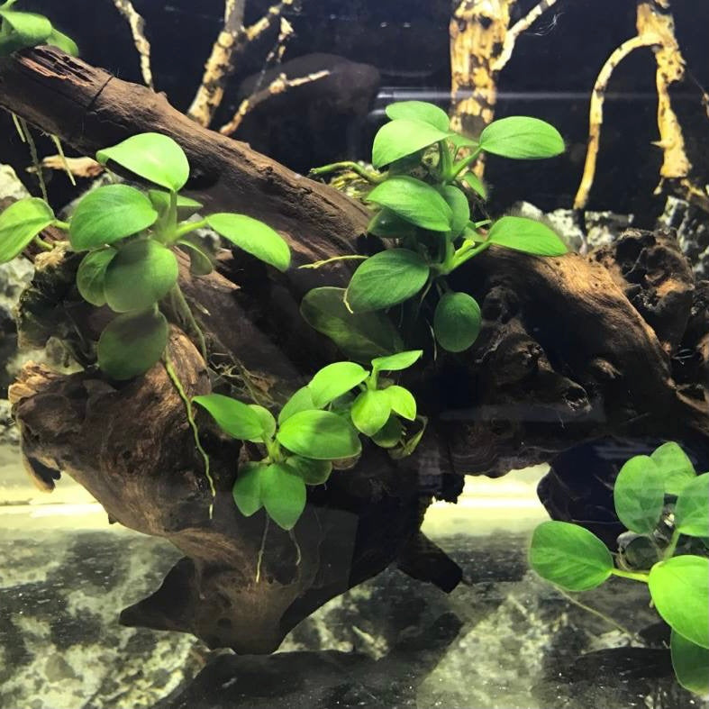 Dwarf Anubias ( Anubias beri var. nana) with driftwood