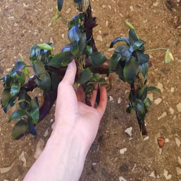 Dwarf Anubias ( Anubias beri var. nana) with driftwood