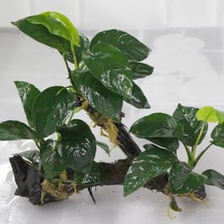 Dwarf Anubias ( Anubias beri var. nana) with driftwood