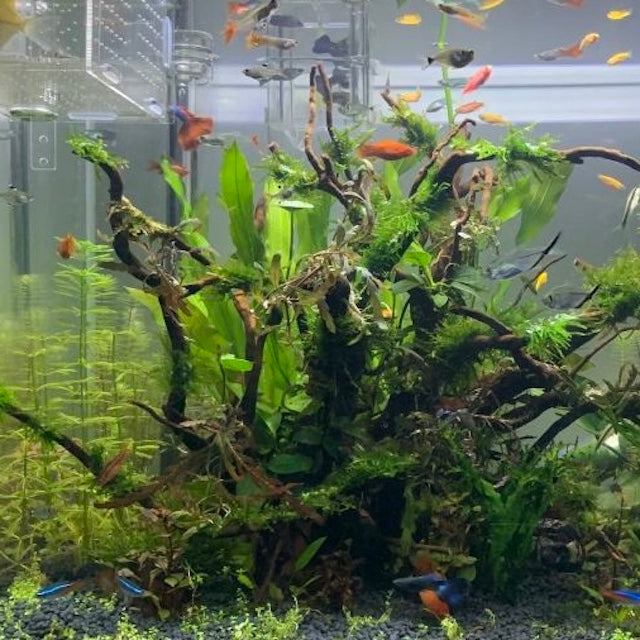 Dwarf Anubias ( Anubias beri var. nana) with driftwood