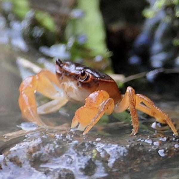 Dwarf Warrior Crab (Geothelphusa dehaani)