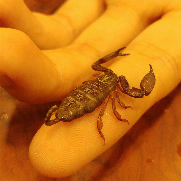Dwarf Wood Scorpion (Liocheles australasiae)