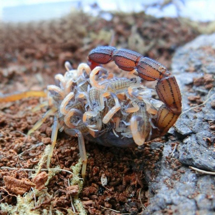 Congo red alligator back scorpion (Hottentotta hottentotta)