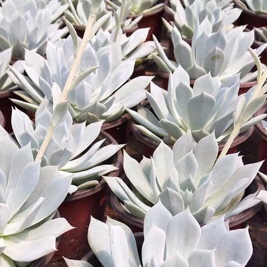 Echeveria blue bird