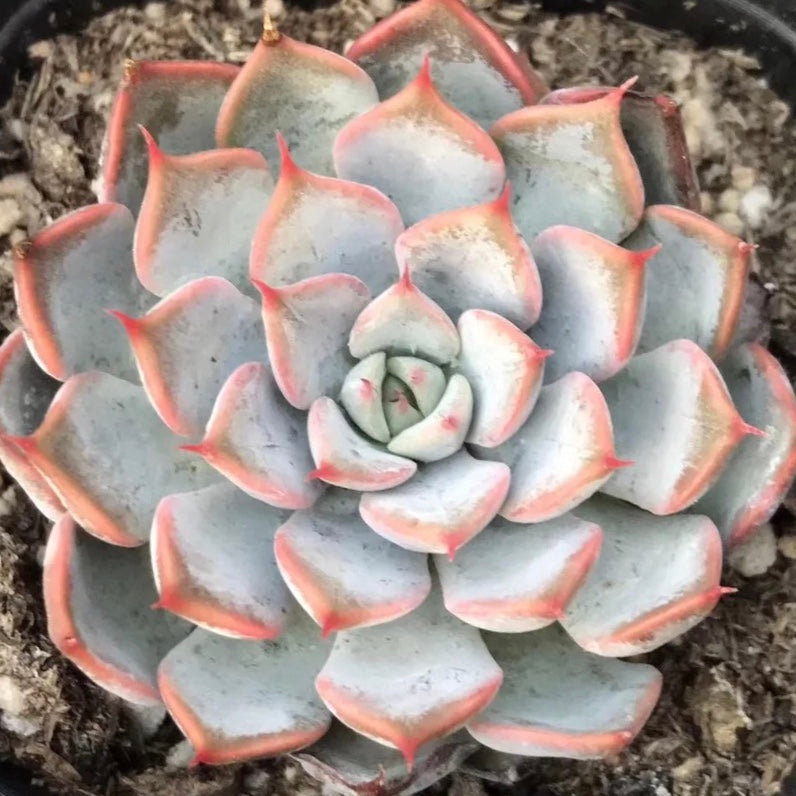 rosea succulent Echeveria texensis rosea
