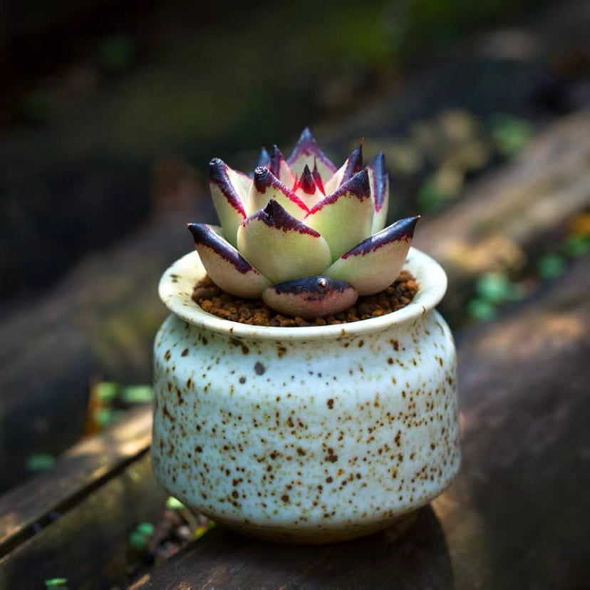 Ebony(Echeveria agavoides)