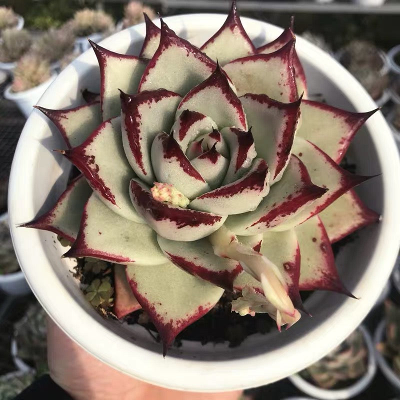 ebony succulent Ebony(Echeveria agavoides)