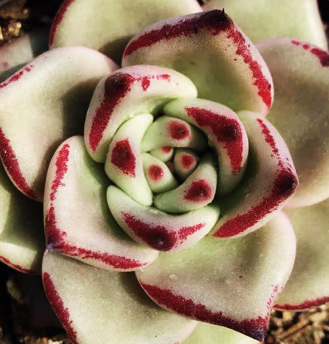 Echeveria agavoides ' Sirius '