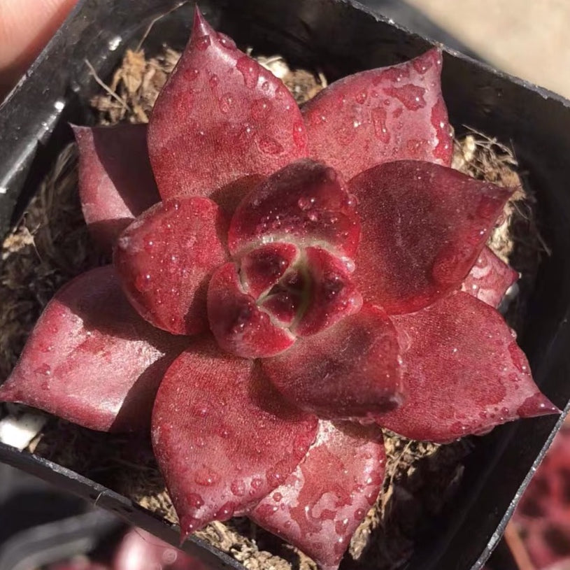 romeo succulent for sale Echeveria agavoides var. Romeo Rubin for Sale