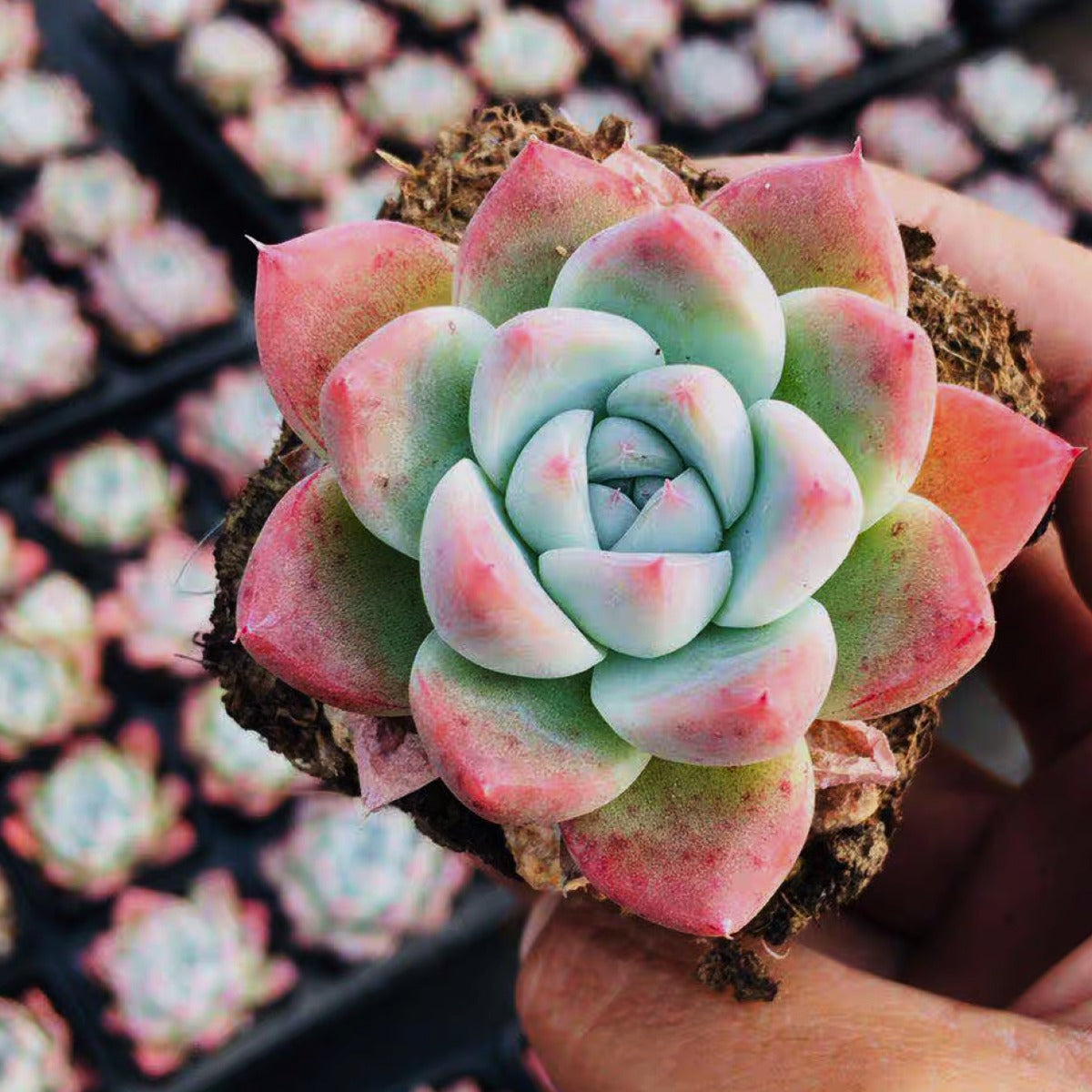 echevaria succulents Echeveria ' Alba Beauty '