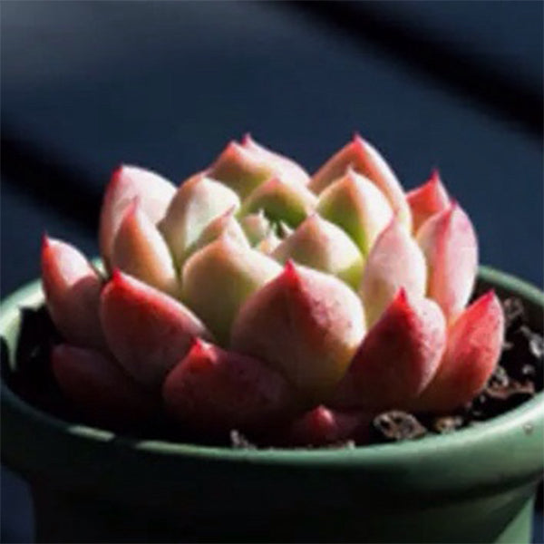 Echeveria ' Alba Beauty '