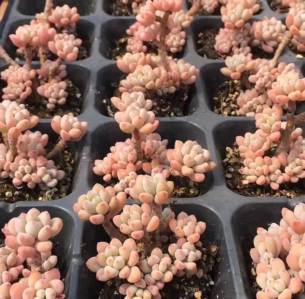 Echeveria amoena ' Microcalyx '