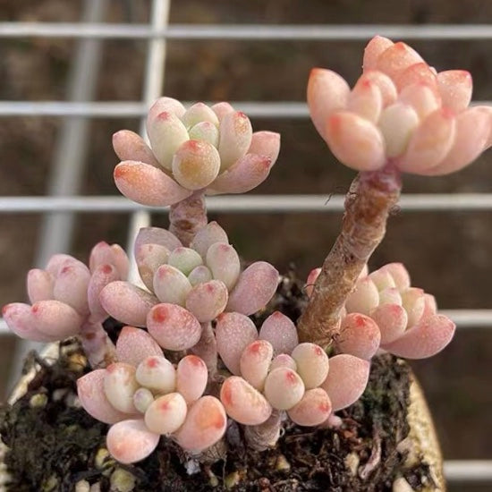 Echeveria amoena ' Microcalyx '