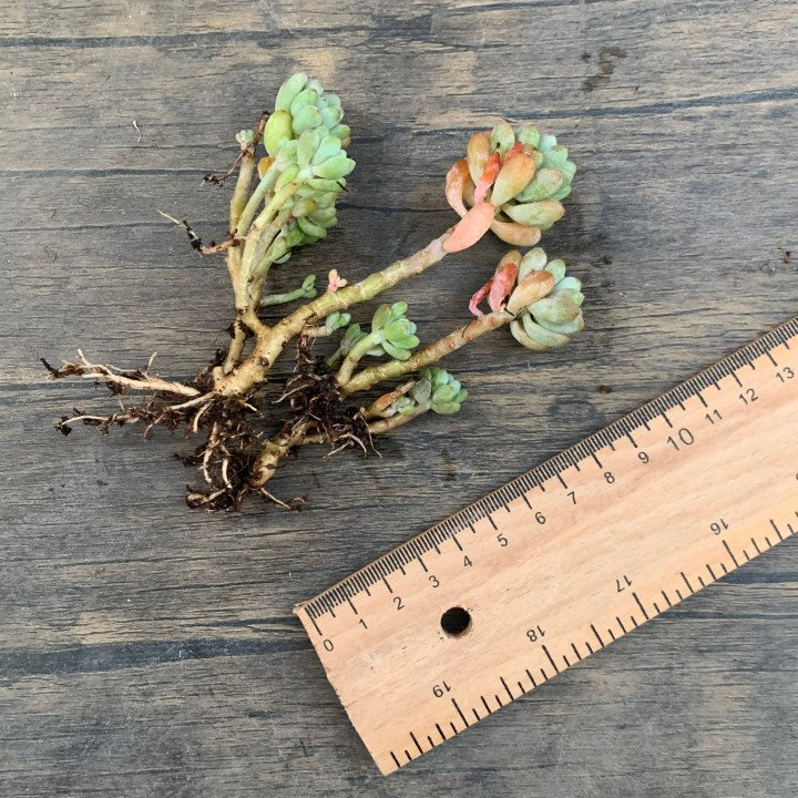 Echeveria amoena ' Microcalyx '