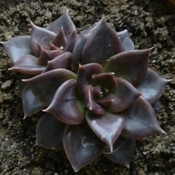 black prince succulent scientific name Echeveria ' Black Prince ' for Sale