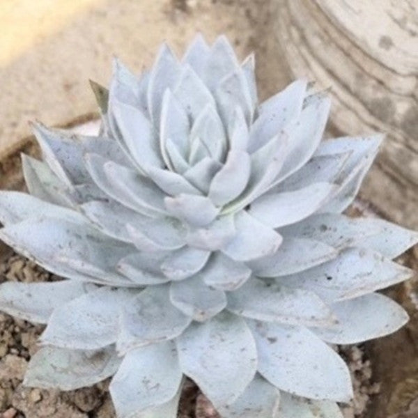 Echeveria blue bird