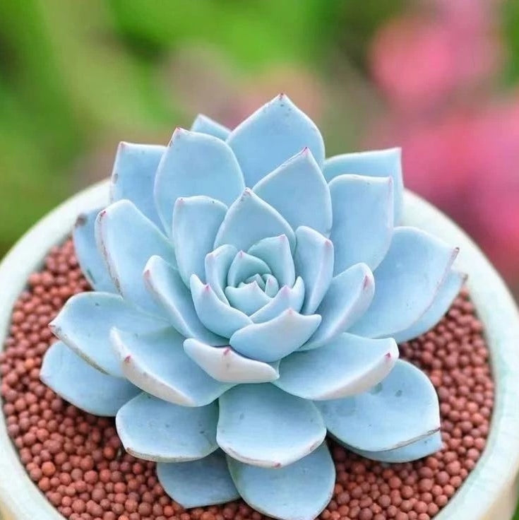 Echeveria blue bird