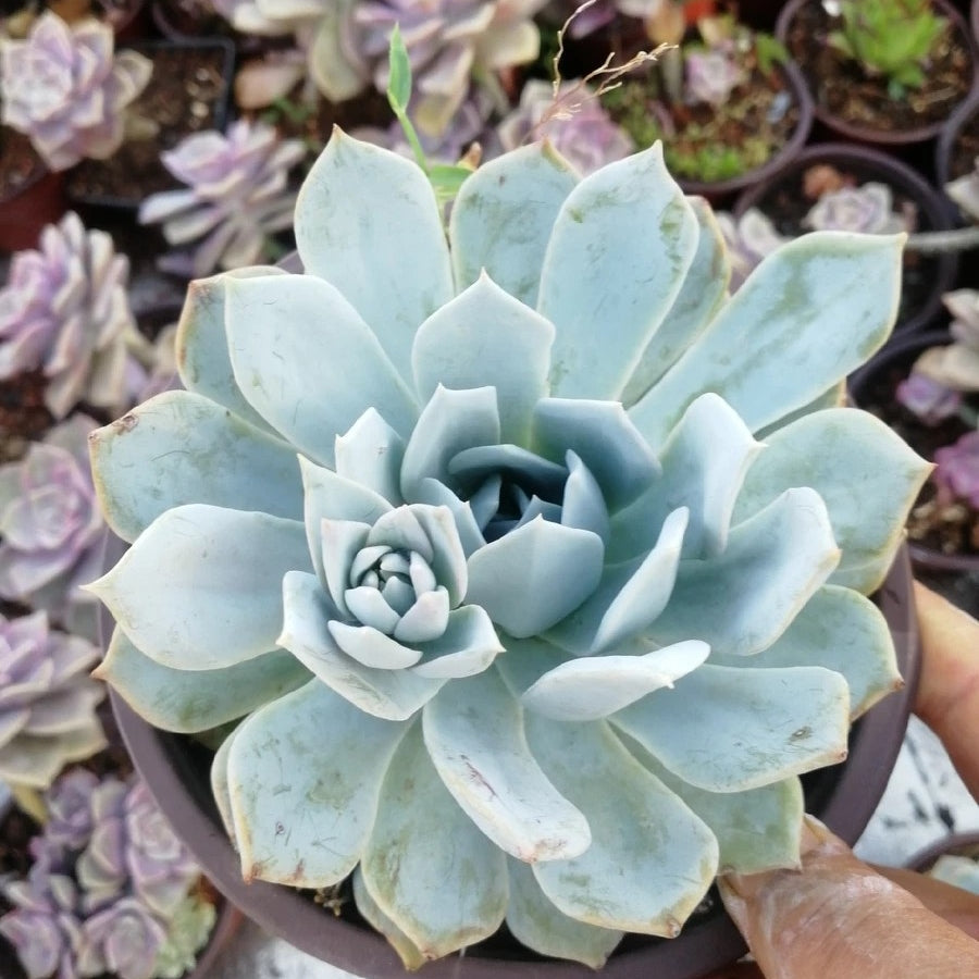 bluish succulent Echeveria blue bird