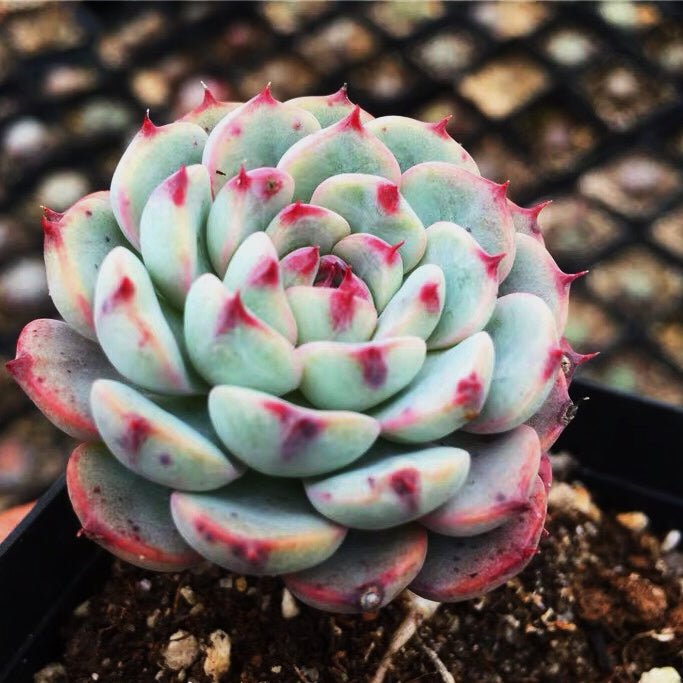 echeveria succulents bluish green Echeveria blue minima for Sale