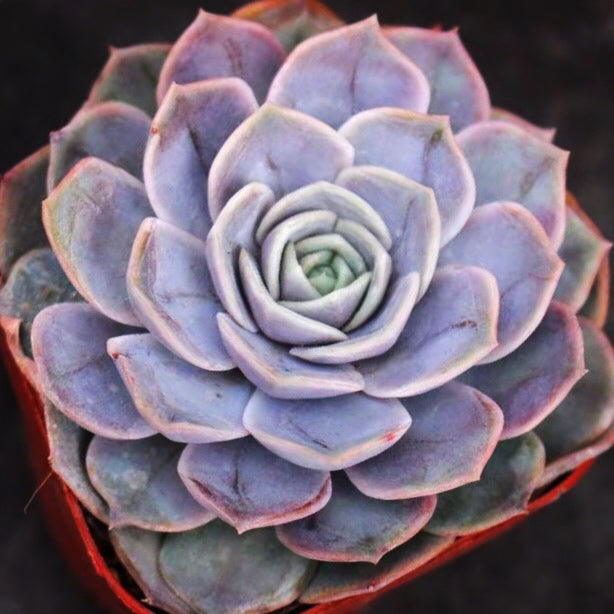 succulent surprise Echeveria ' Blue Surprise '