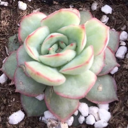 Echeveria californica queen