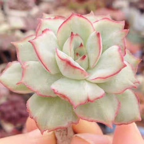 Echeveria californica queen