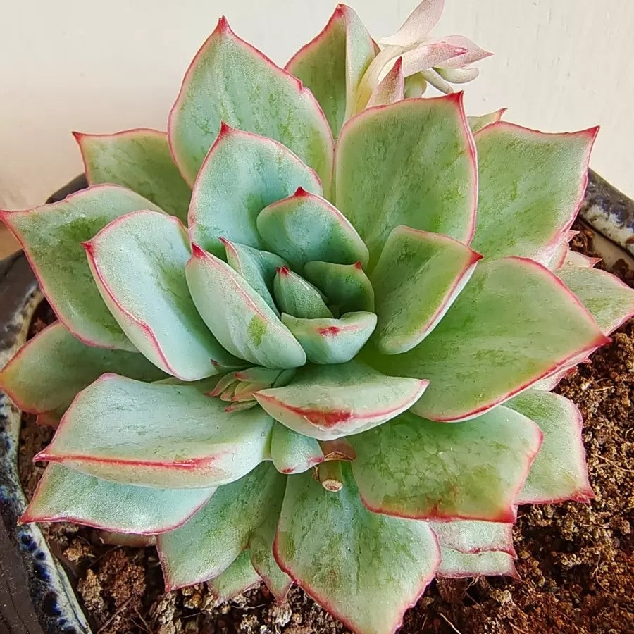 Echeveria californica queen