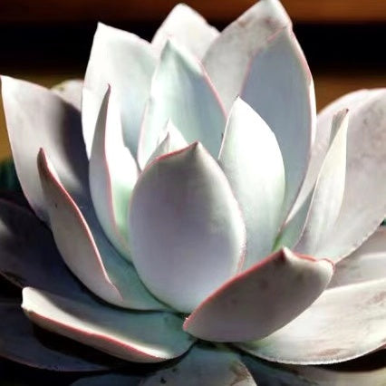 Echeveria cante Glass & Mendoza-Garcia