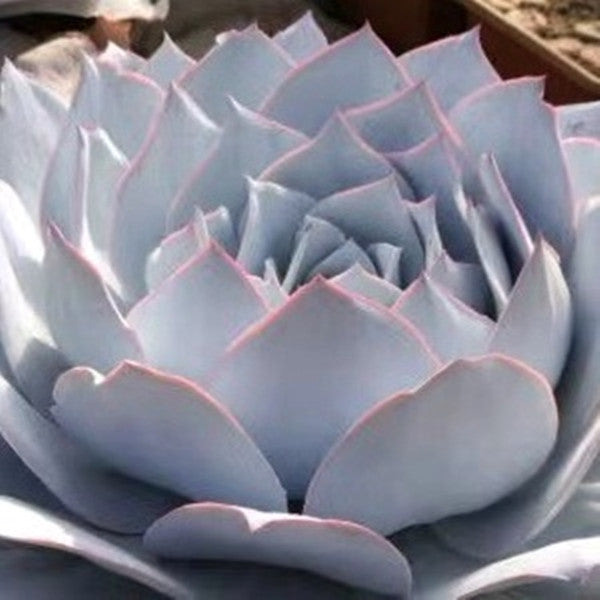 cante succulent Echeveria cante Glass & Mendoza-Garcia