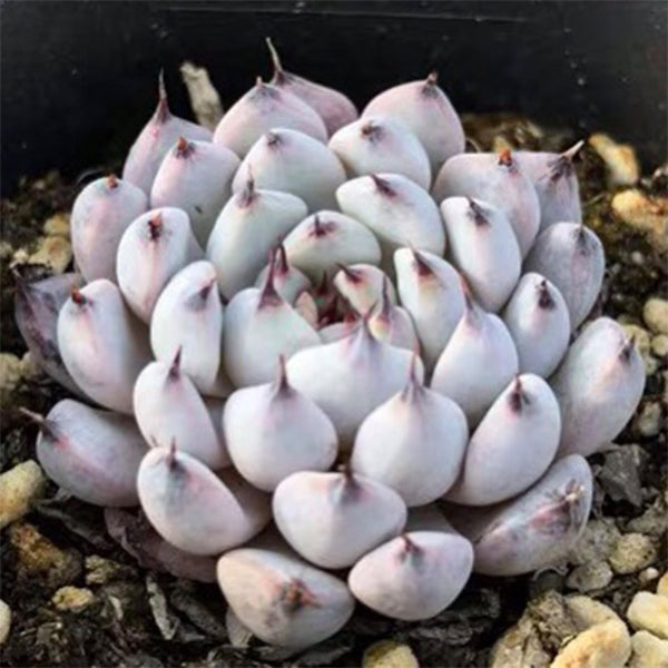 Echeveria cuspidata var.zaragozae kimnach
