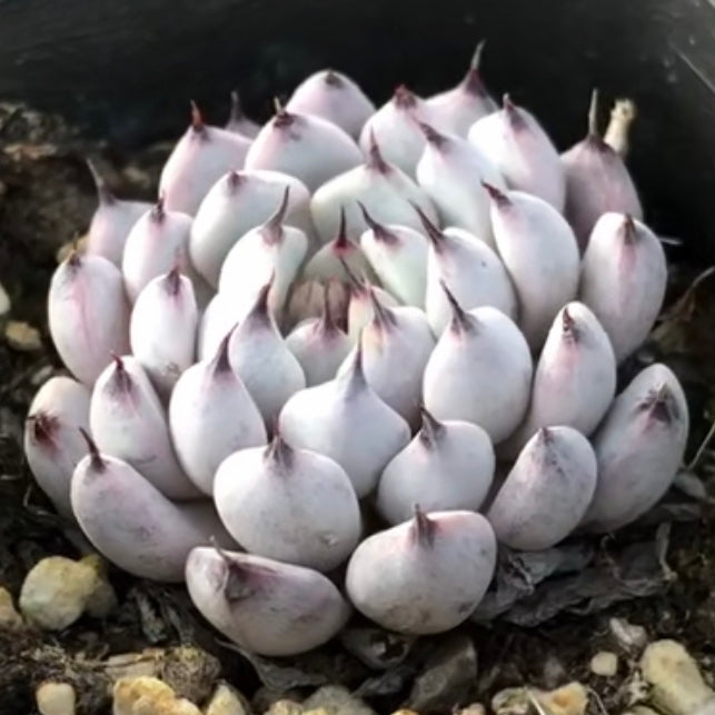 Echeveria cuspidata var.zaragozae kimnach