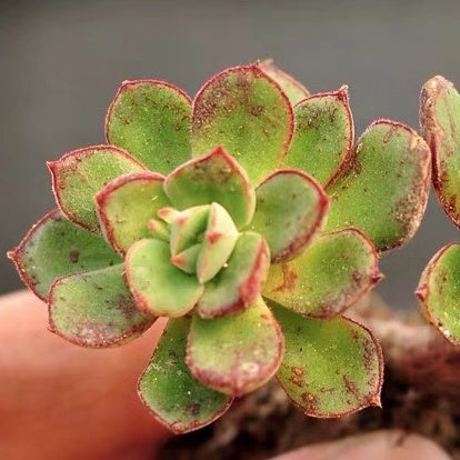 Echeveria Cv Joan Daniel