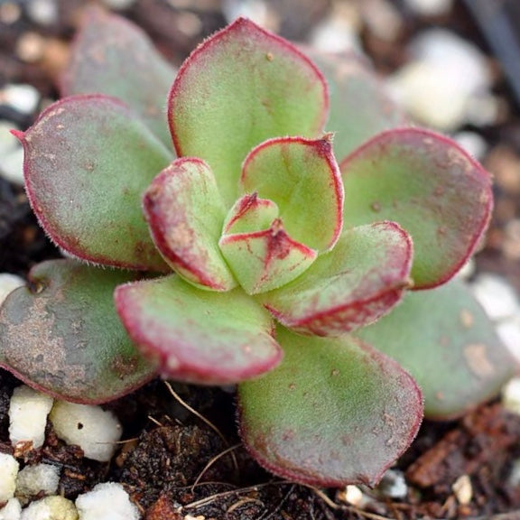 Echeveria Cv Joan Daniel