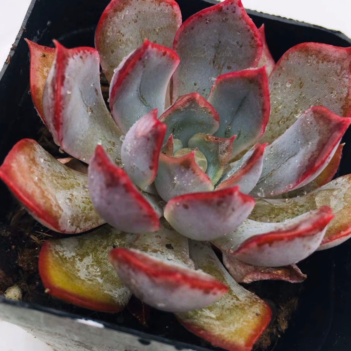 Echeveria ' Dark Ice '