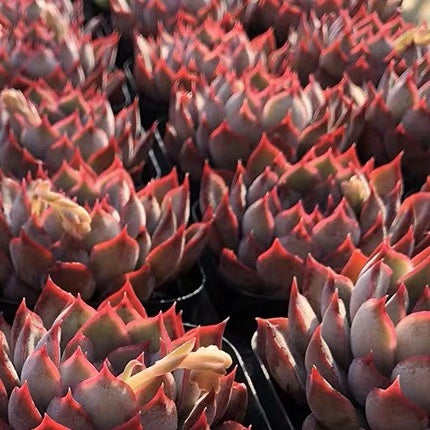 Echeveria ' Dark Ice '