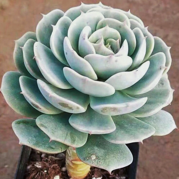 Echeveria ' Deresina '