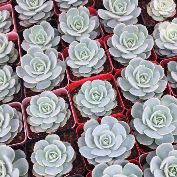 Echeveria ' Deresina '